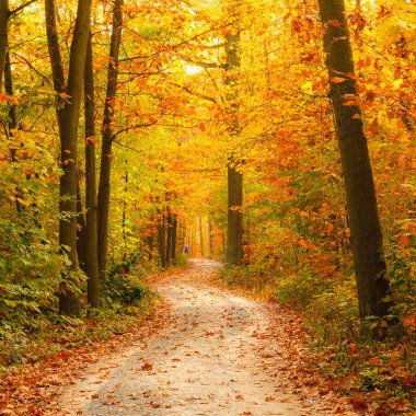 Pathway in the autumn forest clipart