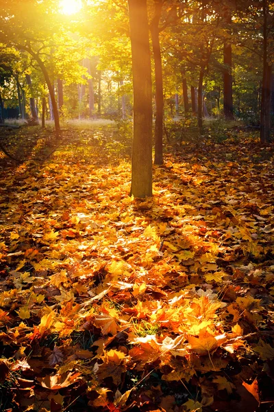 Follaje soleado de otoño — Foto de Stock