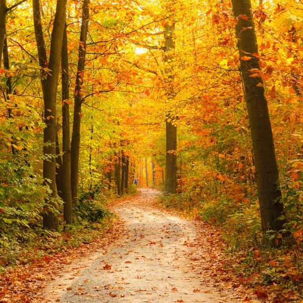 秋の森の経路 — ストック写真