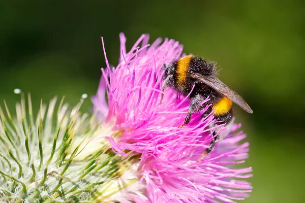 stock image Bumble bee on pink flower