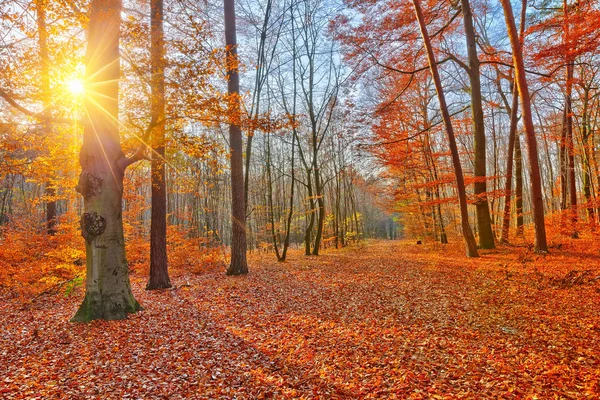 Zonsondergang in herfstbos — Stockfoto