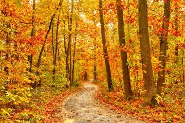 Pathway in the autumn forest clipart