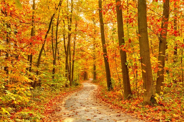 Droga w lesie jesienią — Zdjęcie stockowe