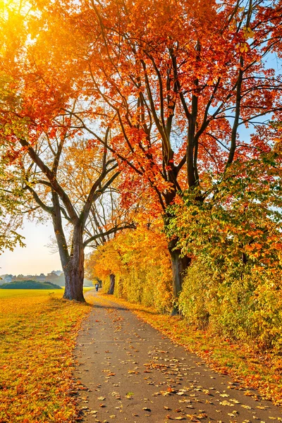 秋天公园的小径 — 图库照片