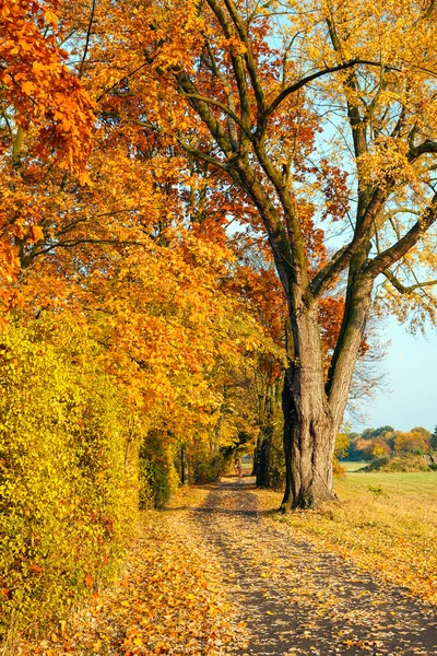 Pathway in the autumn park — Stock Photo, Image