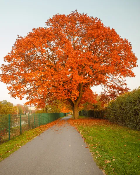 Röd höst ek träd — Stockfoto