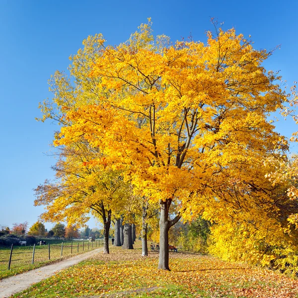 Renkli sonbahar — Stok fotoğraf