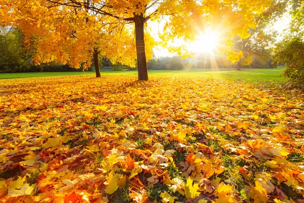 Słoneczny liści jesienią — Zdjęcie stockowe