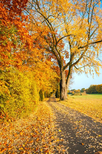 Pathway in the autumn park — Stock Photo, Image