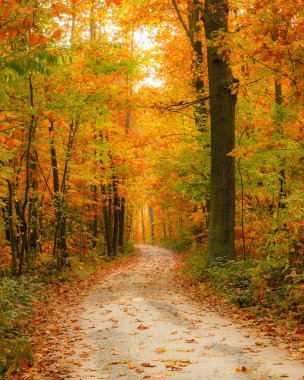 Pathway in the autumn forest clipart