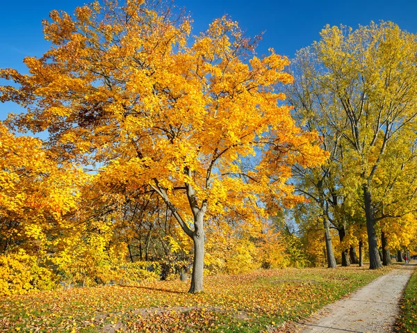 Kolorowe autumn drzewa — Zdjęcie stockowe