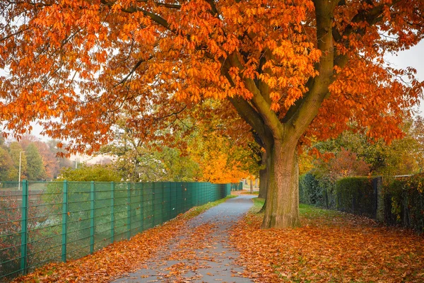 Red autumn oak tree — Stock Photo, Image