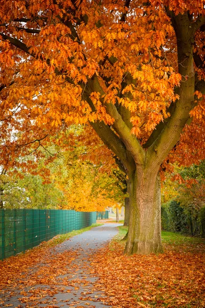 Drzewo dąb czerwony jesień — Zdjęcie stockowe