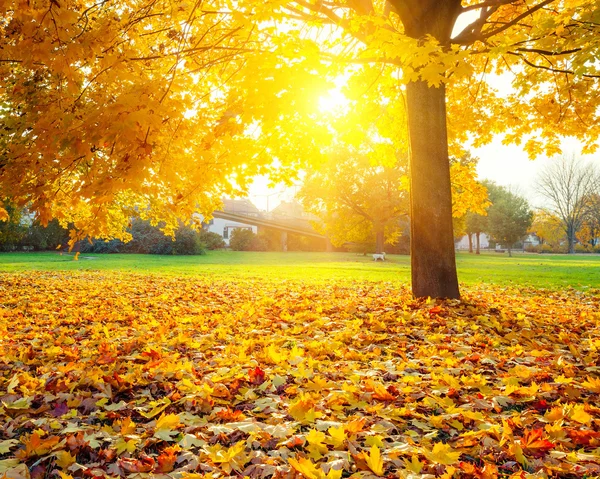 Сонячний Осіннє листя Стокова Картинка