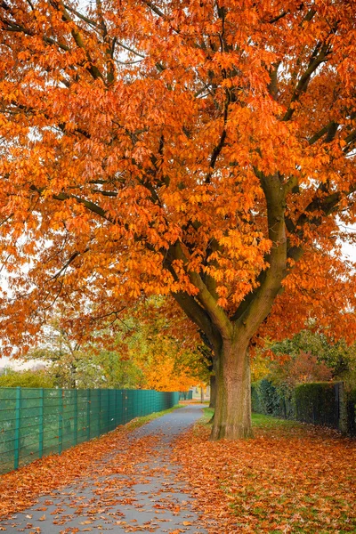Rote Herbsteiche — Stockfoto