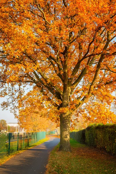 赤い秋のオークの木 — ストック写真