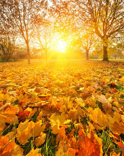 Slunečného podzimního listí — Stock fotografie