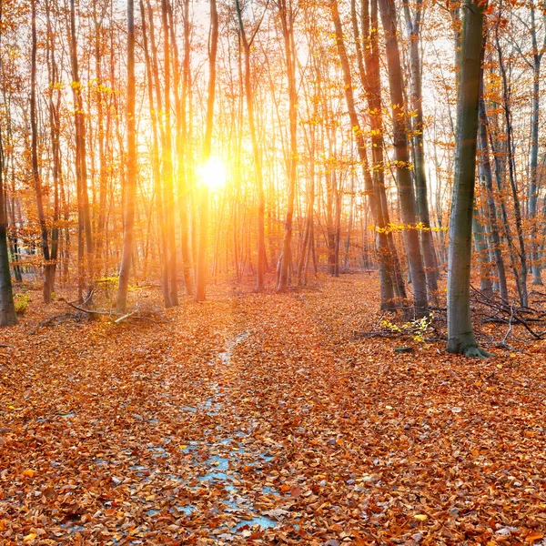 秋の森の経路 — ストック写真