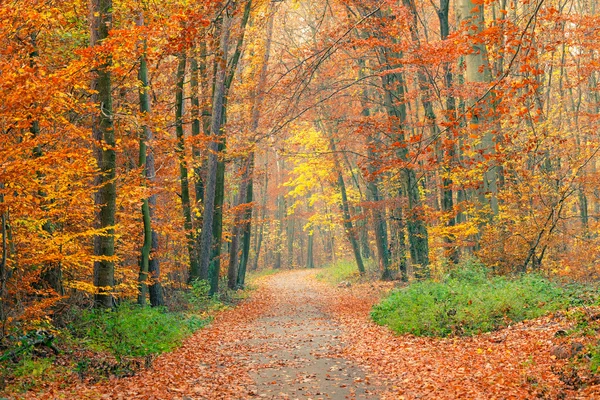 Путь в осенний лес — стоковое фото