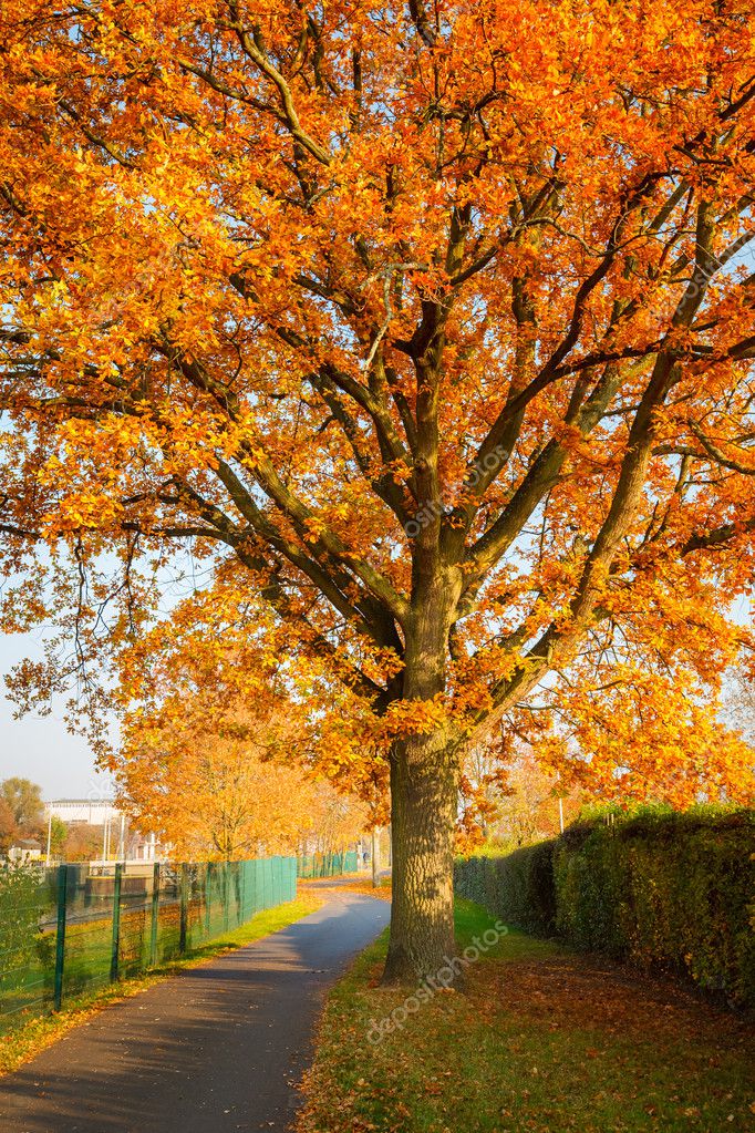 Red autumn oak tree Stock Photo by ©sborisov 12253257