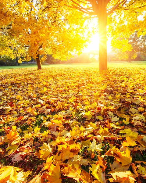 Ηλιόλουστη φύλλα το φθινόπωρο — Φωτογραφία Αρχείου