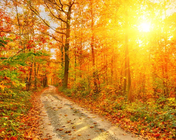 Az őszi erdő út — Stock Fotó
