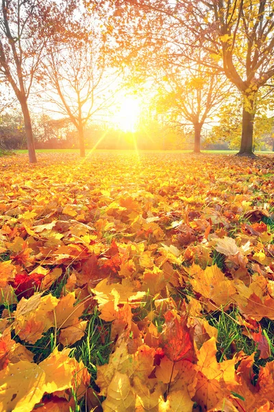 Follaje soleado de otoño —  Fotos de Stock