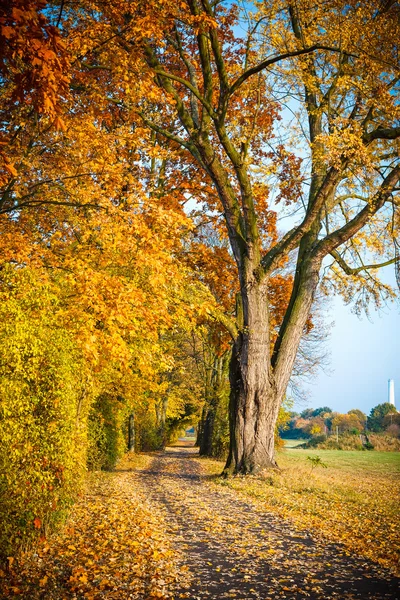 Sonbahar parkında yol — Stok fotoğraf