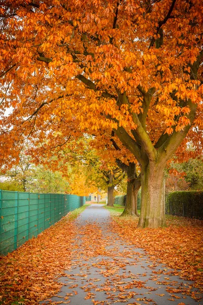 Red autumn oak tree — Stock Photo, Image