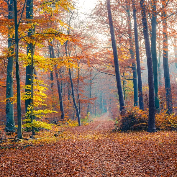 霧の秋の森 — ストック写真