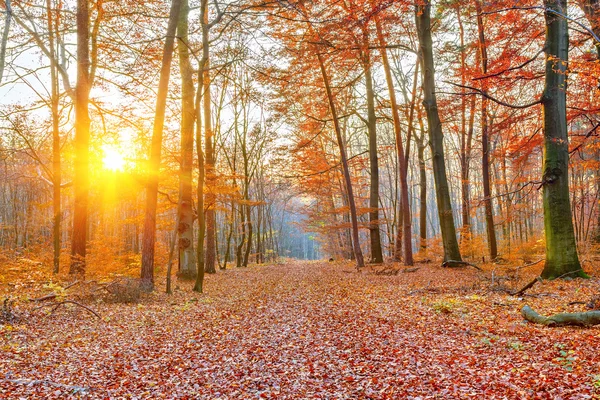 Zonsondergang in het herfstbos — Stockfoto