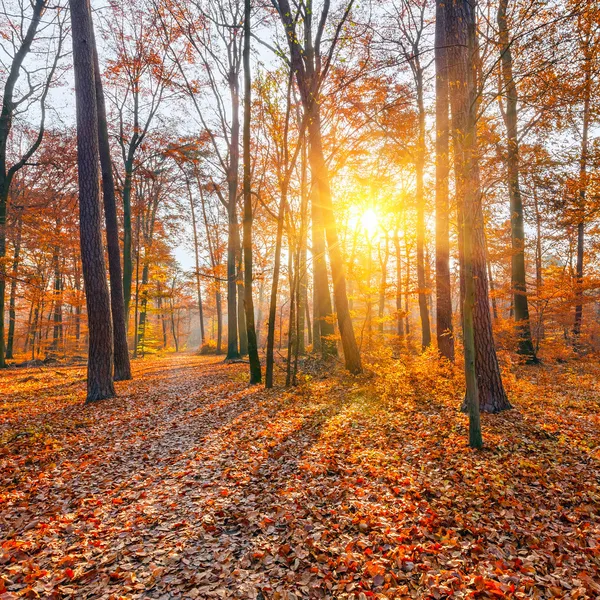 Pôr do sol na floresta de outono — Fotografia de Stock
