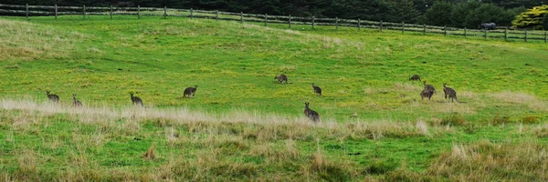 Panorama with grey kangaroo — Stock Photo, Image