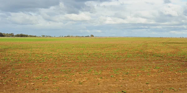 Ростки капусты на поле — стоковое фото