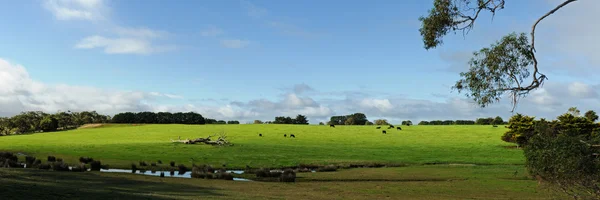 Mucche sulla collina verde — Foto Stock