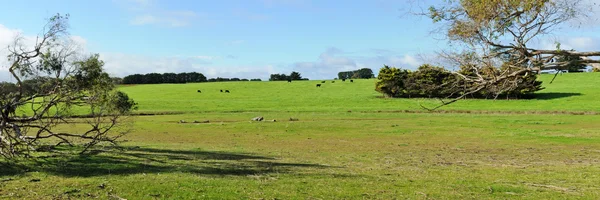 Koeien op heuvel panorama — Stockfoto