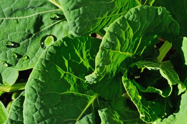 stock image Growing cabbage background