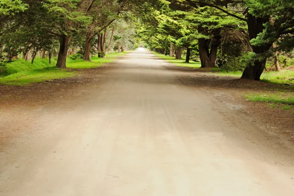 Road in pine forest — Stock Photo, Image