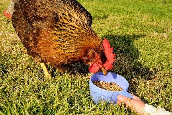 Nutrire gallina da tazza — Foto Stock