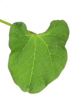 Green Leaf clipart