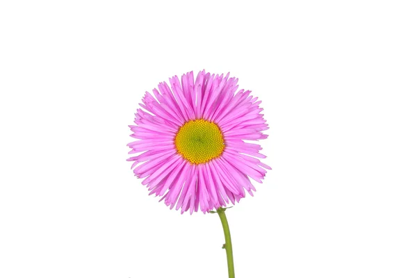 분홍색과 꽃 — 스톡 사진