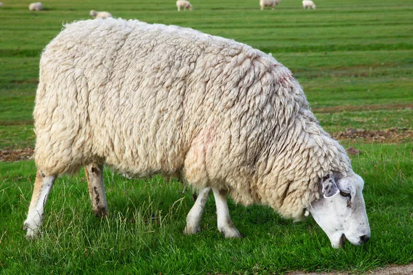 Одинокие овцы — стоковое фото