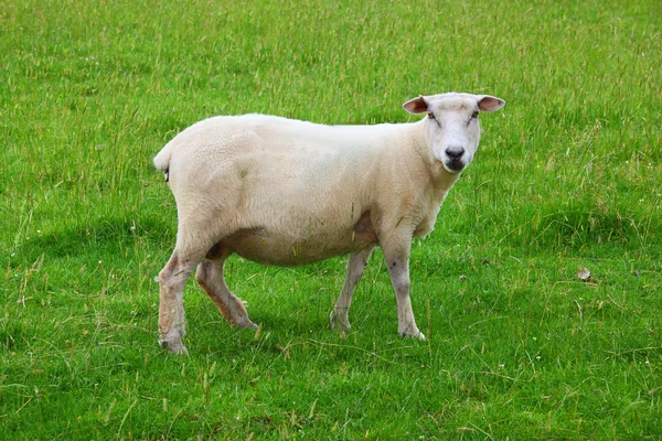 单羊 — 图库照片
