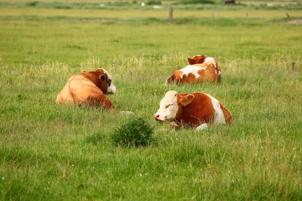 Три коровы — стоковое фото