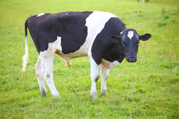 Одна корова — стоковое фото