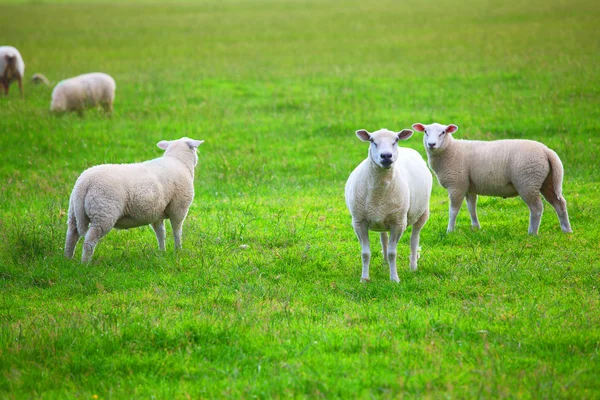 Algumas ovelhas — Fotografia de Stock