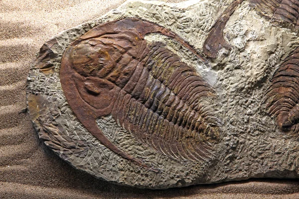 三叶虫化石 — 图库照片