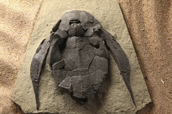 Δεινόσαυρος ορυκτών — Φωτογραφία Αρχείου