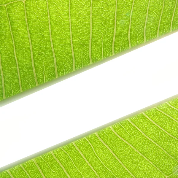 Green Leaf with space for text — Stock Photo, Image