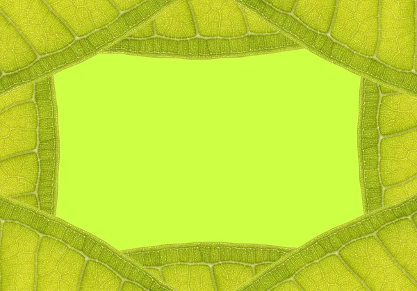 Leaf Frame — Stock Photo, Image